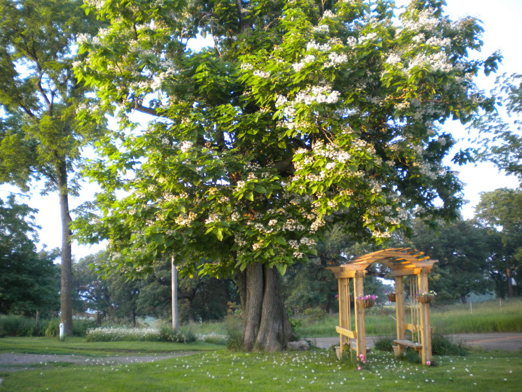 A native Iowa catalpa tree, in full bloom in May, greets visitors to the Holdefer home west of Mingo. The proposed Bakken pipeline route cuts directly through this property.