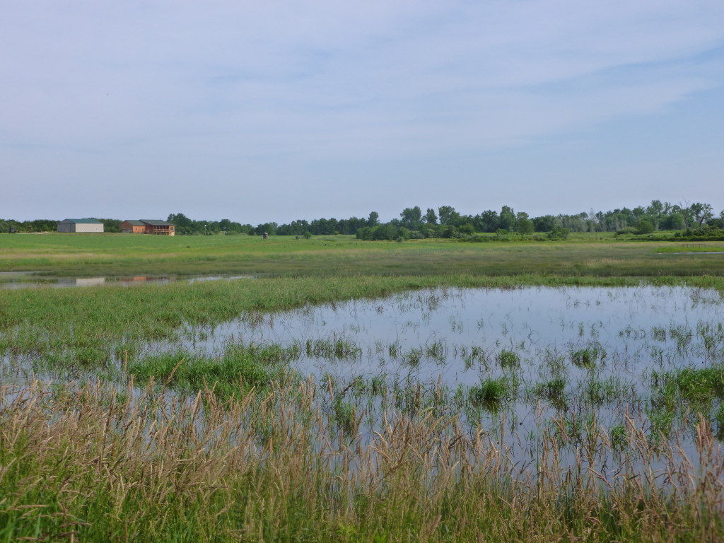 Centerville Wetland